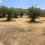 Tsilivi, Zante, Greek Islands (10)