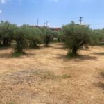 Tsilivi, Zante, Greek Islands (22)