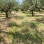 Tsilivi, Zante, Greek Islands (48)