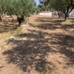 Tsilivi, Zante, Greek Islands (5)