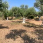 Tsilivi, Zante, Greek Islands (53)