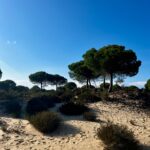 Donana National Park Costa De La Luz El Rocio Caravavans In The Sun (2)