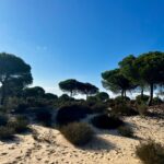 Donana National Park Costa De La Luz El Rocio Caravavans In The Sun (6)