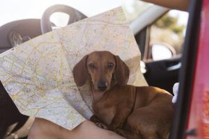 Travelling with pet what documents do you need