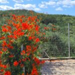 22Tsilivi Mobile Home Park, Zante