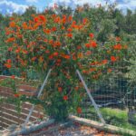 5Tsilivi Mobile Home Park, Zante
