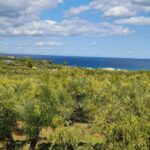8Tsilivi Mobile Home Park, Zante