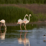 Phoenicopterus,Roseus.,Fuente,De,Piedra.,Spain