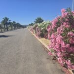 Saydo Manhattan (3)