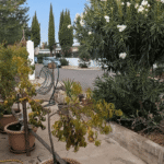 14 Palm Court Saydo (23)