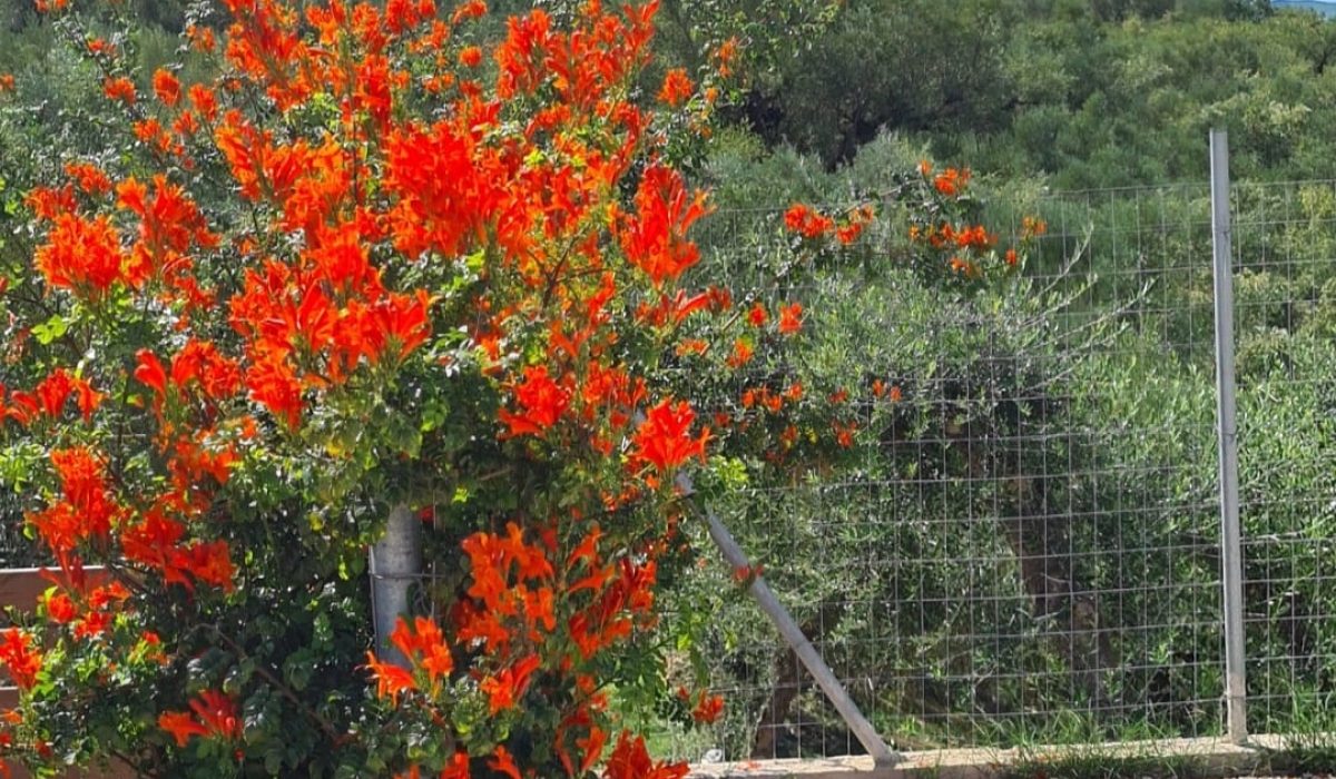 22Tsilivi Mobile Home Park, Zante