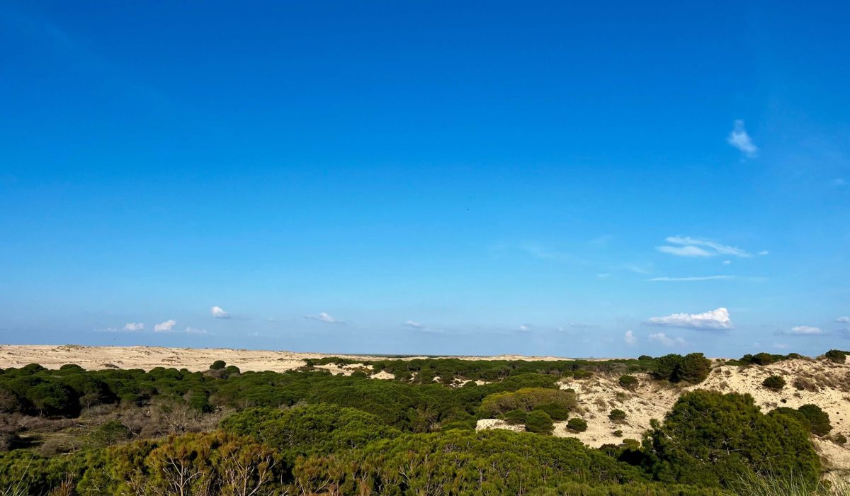 Donana National Park Costa De La Luz El Rocio Caravavans In The Sun (10)