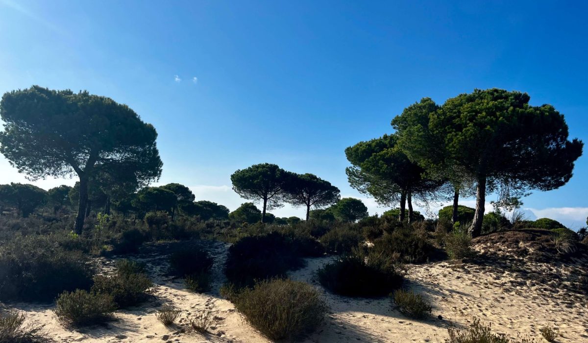 Donana National Park Costa De La Luz El Rocio Caravavans In The Sun (6)