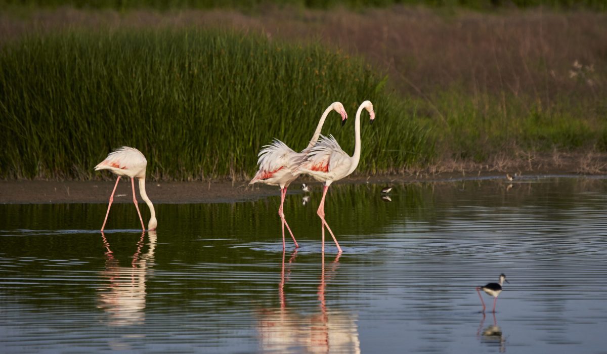 Phoenicopterus,Roseus.,Fuente,De,Piedra.,Spain
