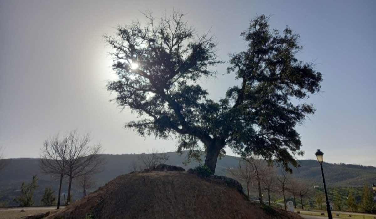 Olvera (13)