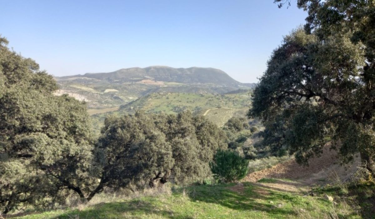 Olvera (9)