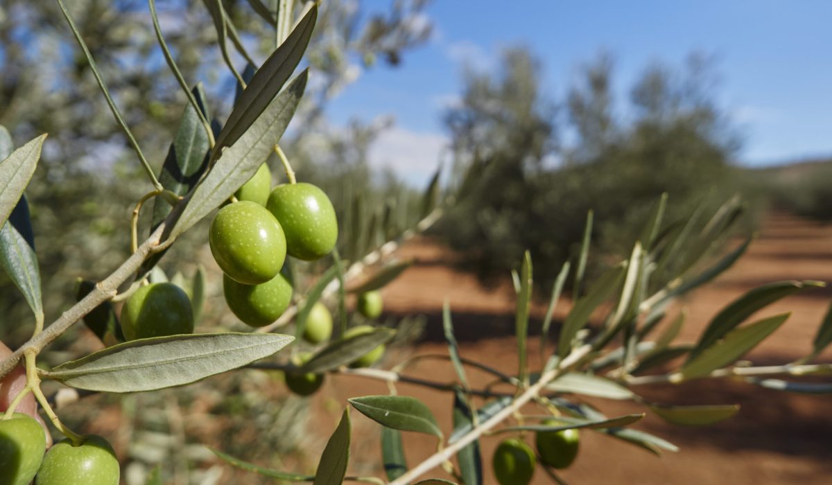 Details,With,Olives,And,Plantation,Of,Olive,Trees,In,Mollina,