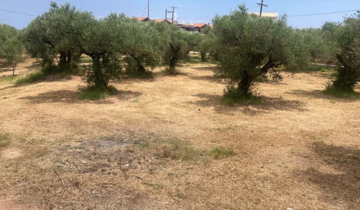 Tsilivi, Zante, Greek Islands (10)