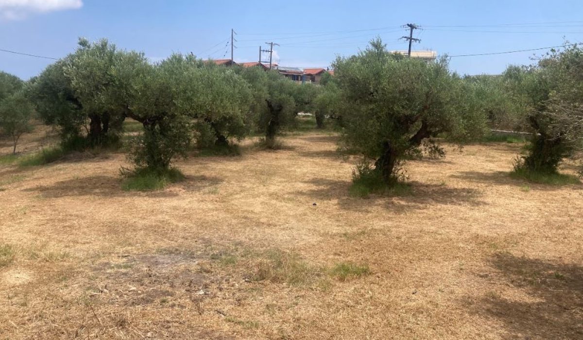Tsilivi, Zante, Greek Islands (22)
