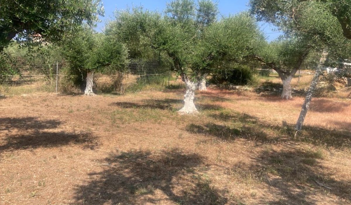 Tsilivi, Zante, Greek Islands (53)